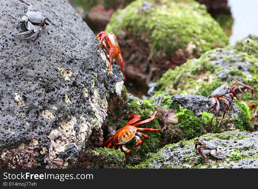 Sally Lightfoot Crabs playing on volcanic rocks in the galapagos islands