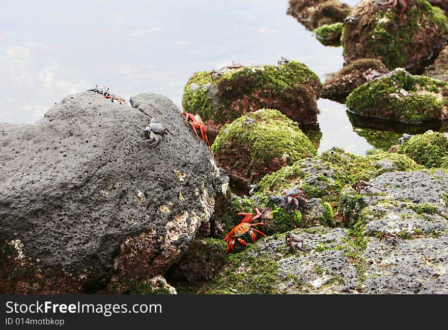 Sally light foot crabs playing on rocks at the ocean's edge