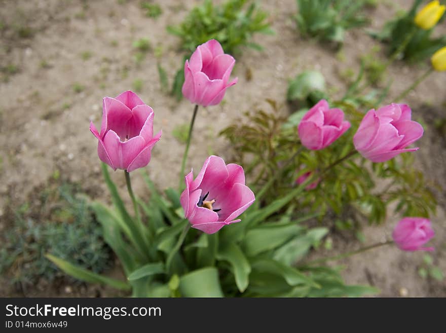 Tulips seen from the birds eye view in a nice tulip garden.