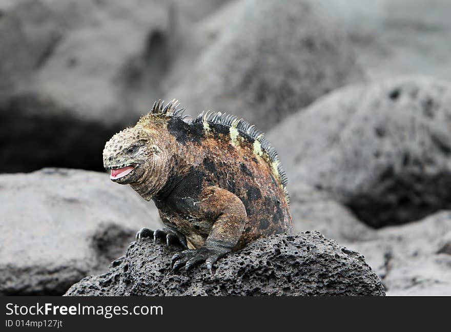 A beautiful marine iguana crawling on the volcanic rocks in the galapagos islands