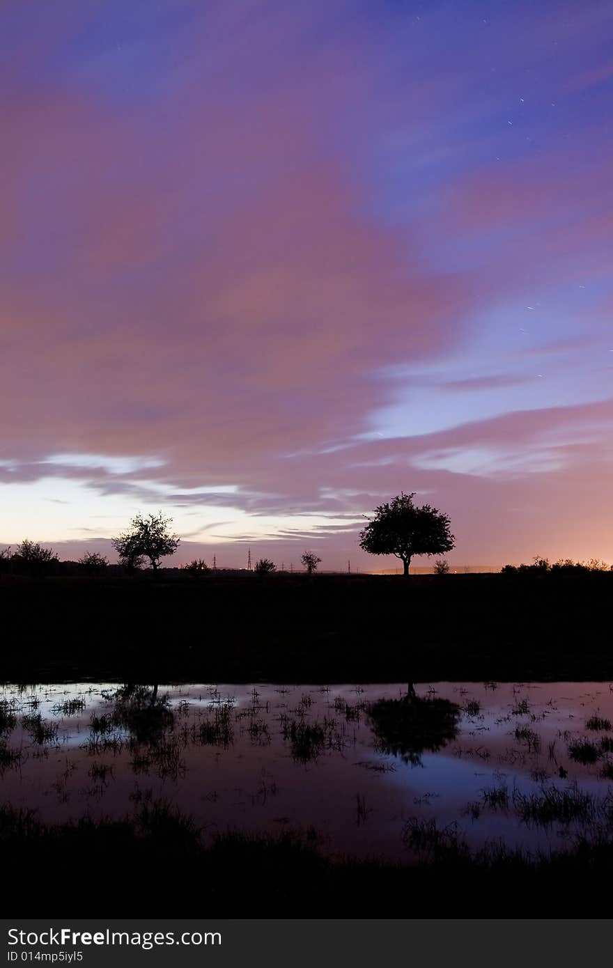 A lonely tree in the evening near a small lake.