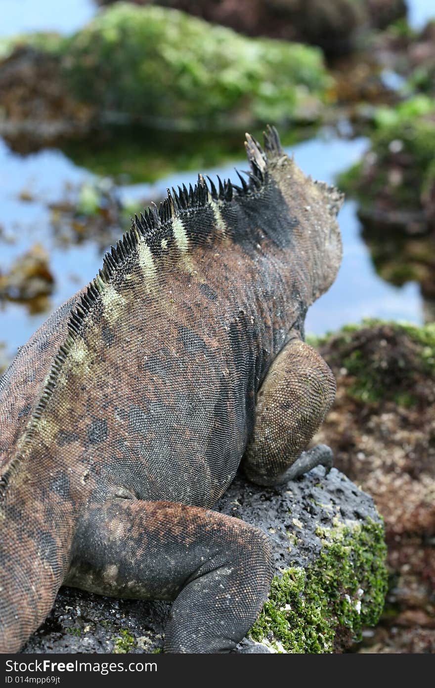 A marine iguana looks out on the tidal pools that are common on the shores of the galapagos islands in Ecuador