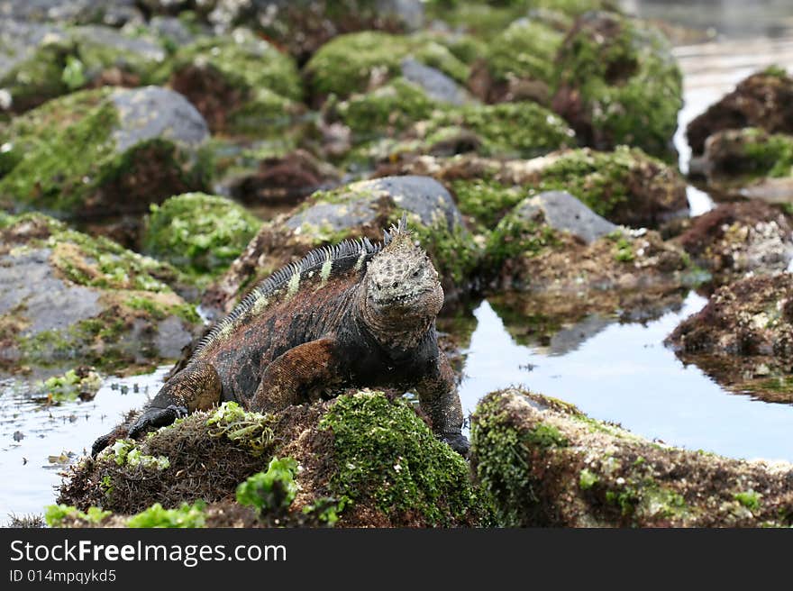 A marine iguana in the tidal pools of the Galapagos Islands