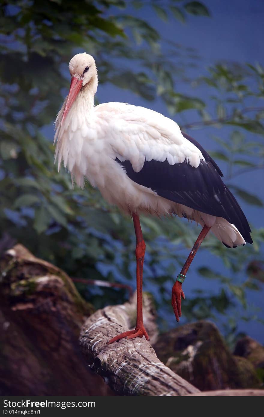 Photograph of a beautiful stork