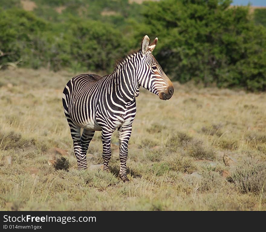 This is the Cape Mountain Zebra, one of the most endagered mammals in the world, wild and in its natural habitat in South Africa. This is the Cape Mountain Zebra, one of the most endagered mammals in the world, wild and in its natural habitat in South Africa.