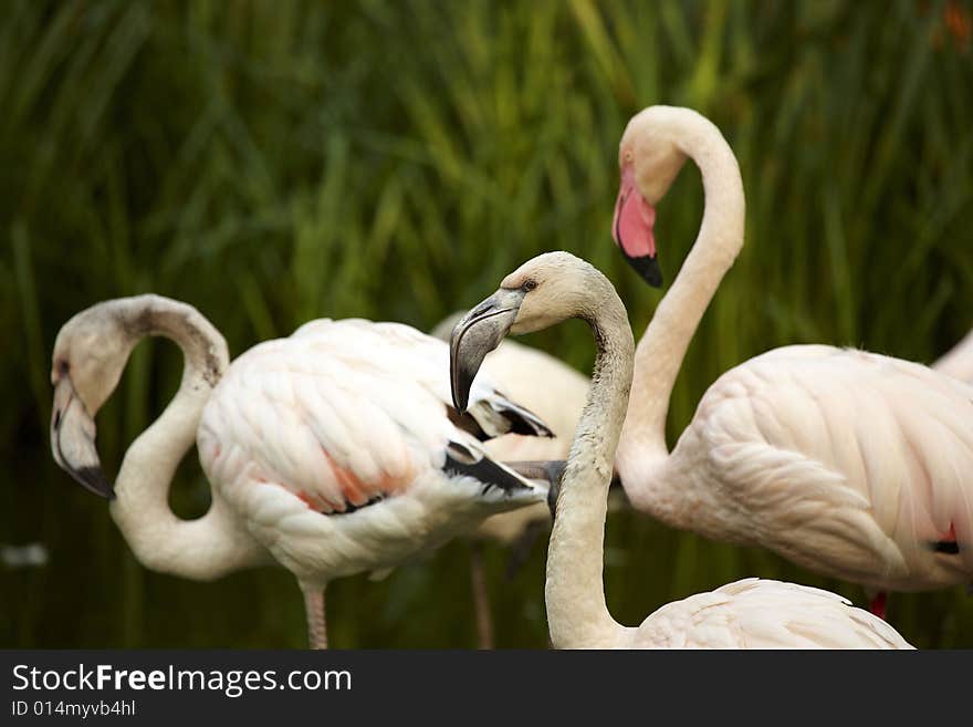 Photograph of beautiful birds: flamingos. Photograph of beautiful birds: flamingos