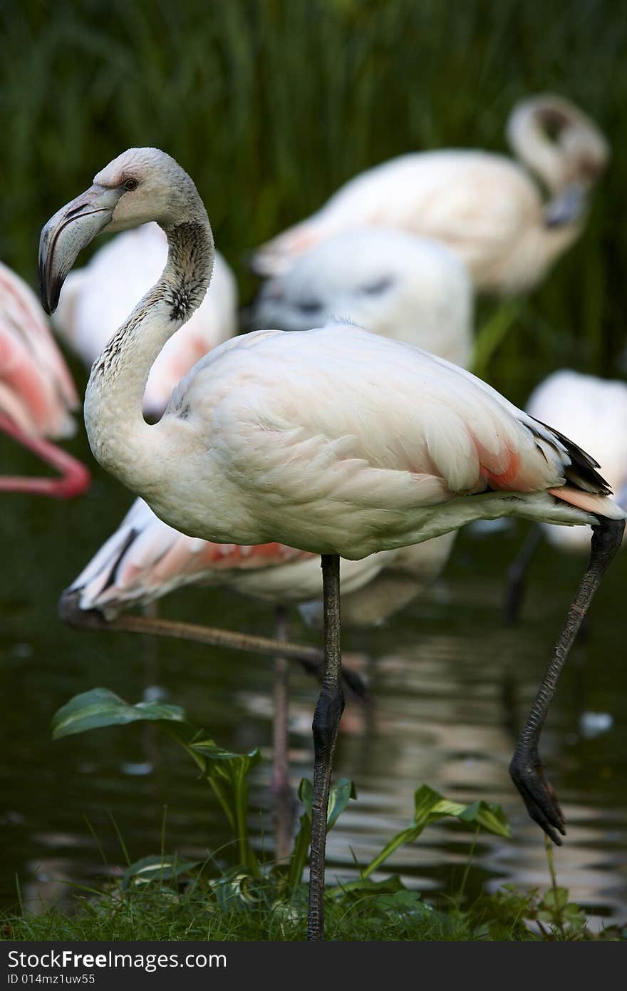 Photograph of beautiful birds: flamingos. Photograph of beautiful birds: flamingos