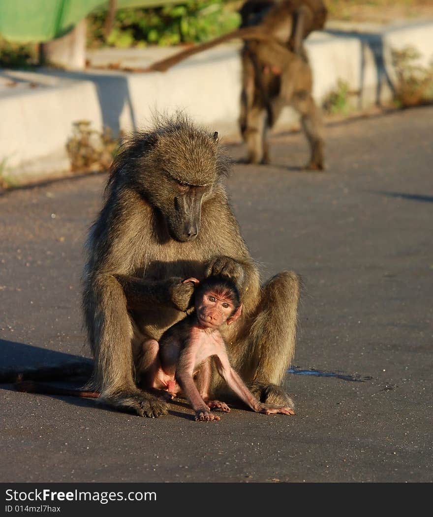 A chacma baboon (Papio ursinus) grooming her infant son in the road, photographed in South Africa.