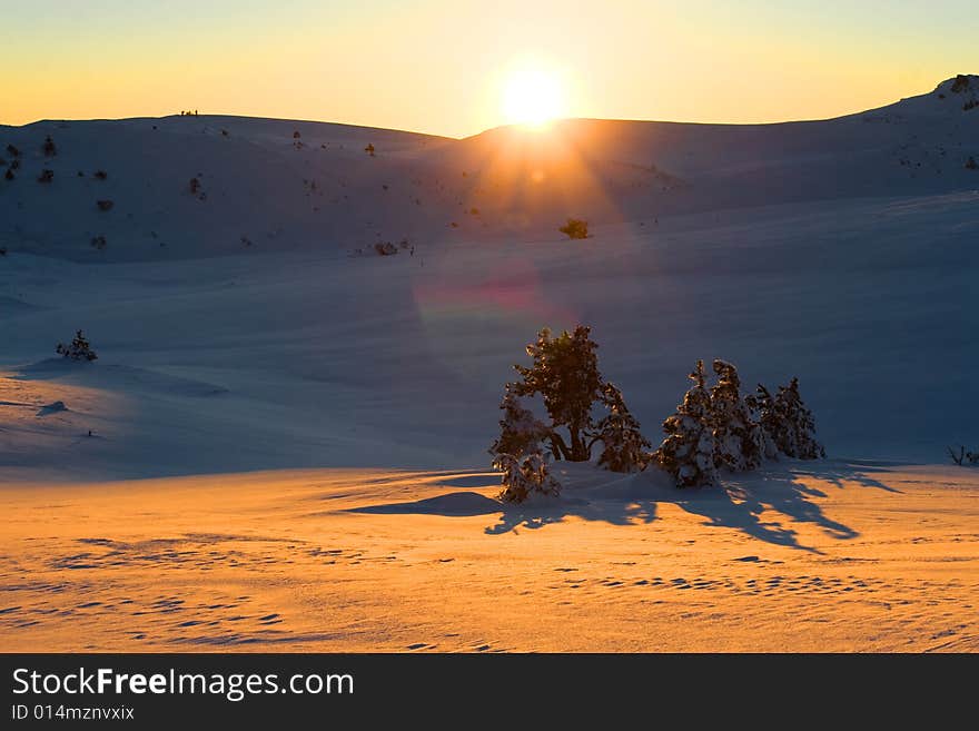 Christmas theme- frozen trees, Crimea.