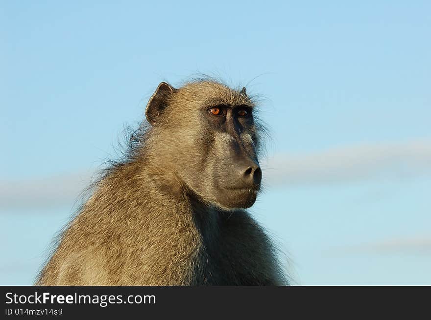 A chacma baboon (Papio ursinus) showing his profile early in the morning in South Africa. A chacma baboon (Papio ursinus) showing his profile early in the morning in South Africa.