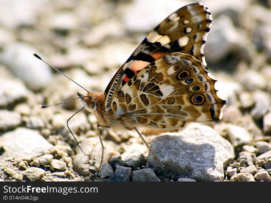 A beautiful butterfly sitting on gravel. A beautiful butterfly sitting on gravel