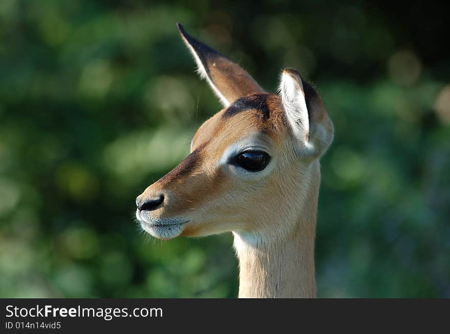 Impala in Africa