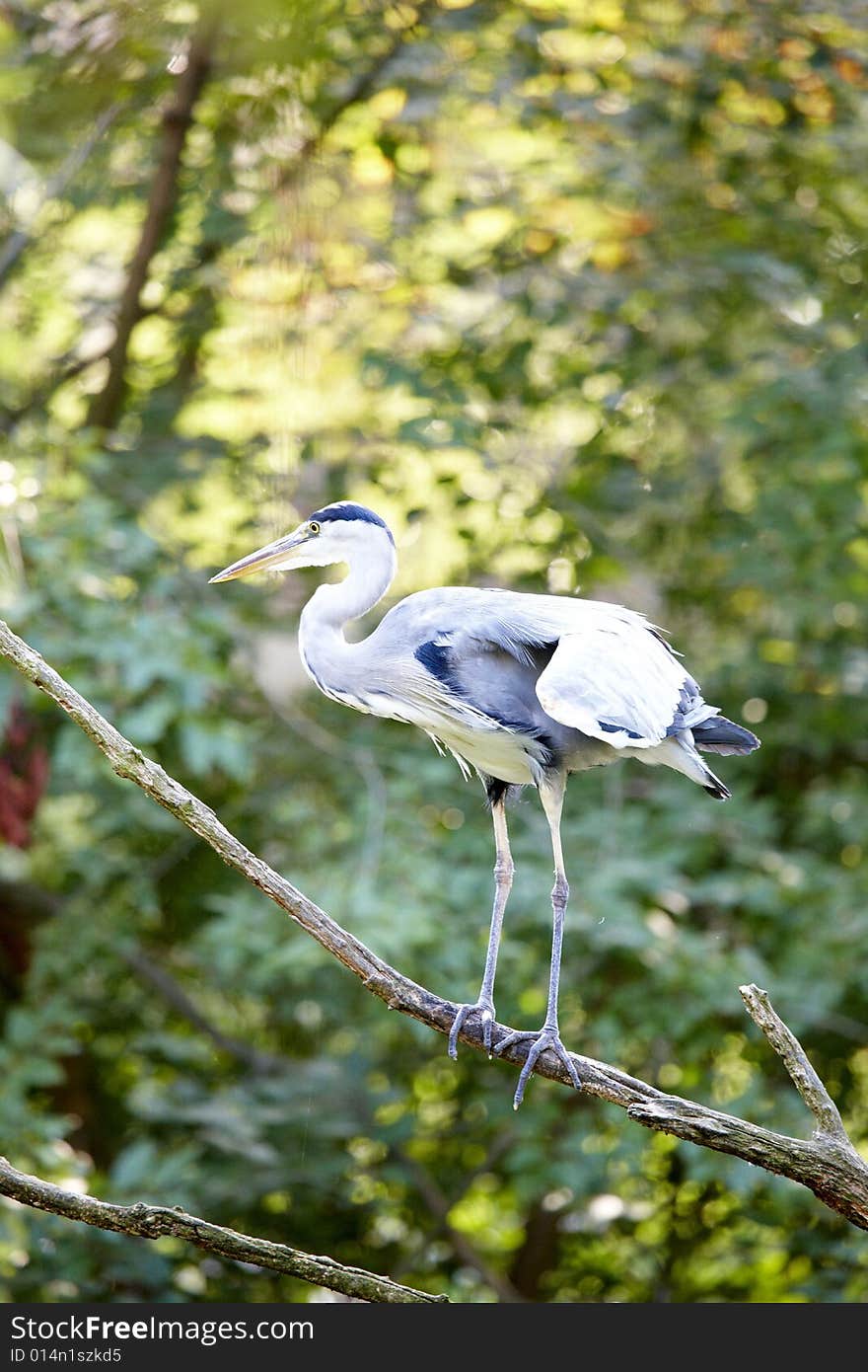 Photograph of a beautiful heron