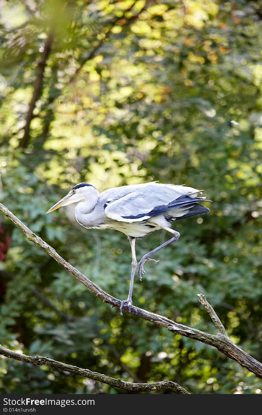 Photograph of a beautiful heron