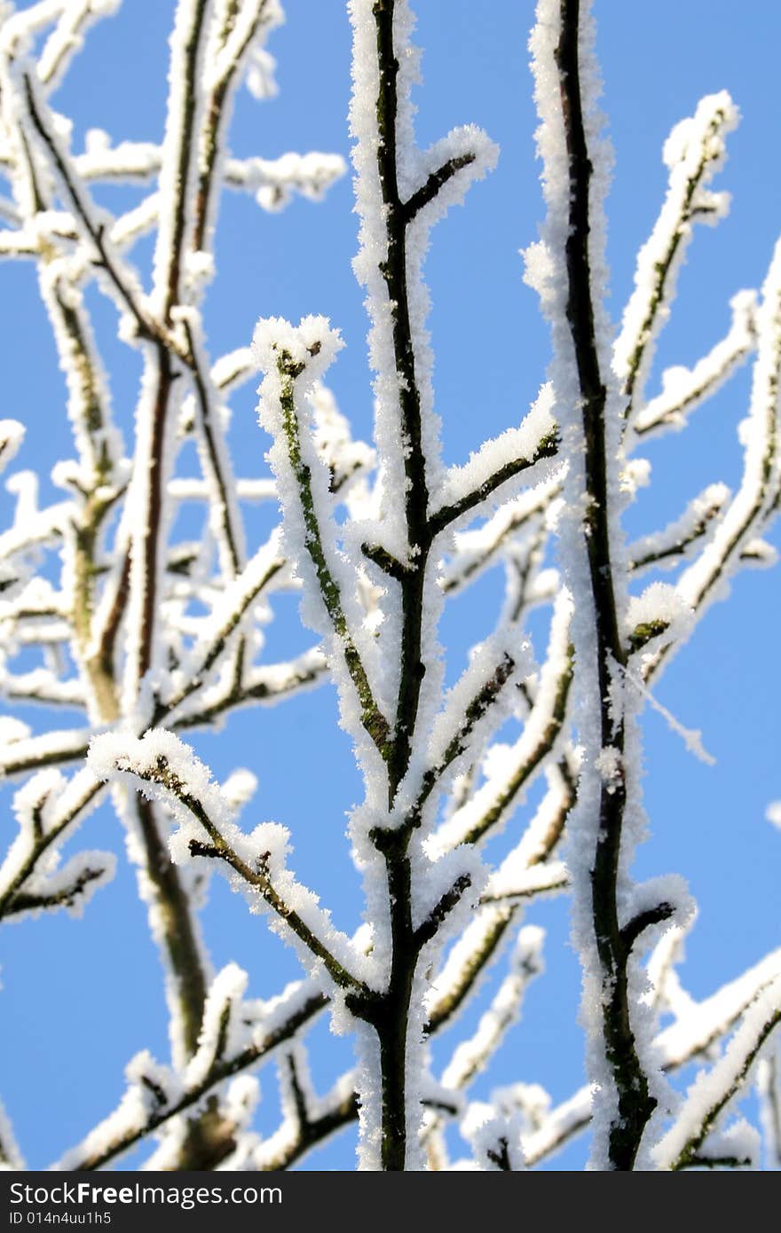 Hoarfrost on branches against blue sky. Hoarfrost on branches against blue sky