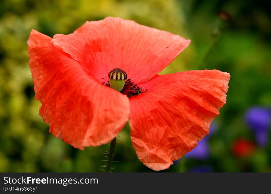 Close-up of red poppy, blooming in the garden. Close-up of red poppy, blooming in the garden