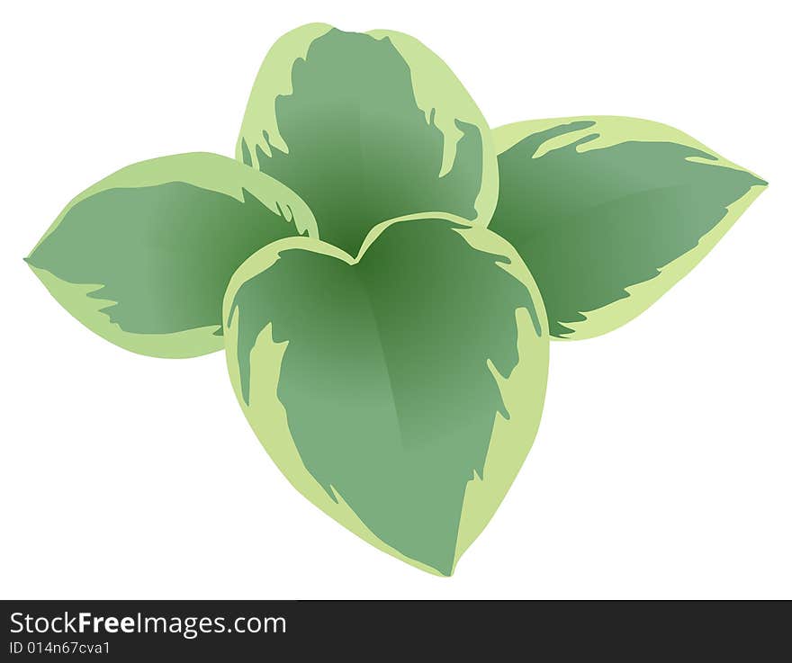 A  illustration of a single hosta plant.