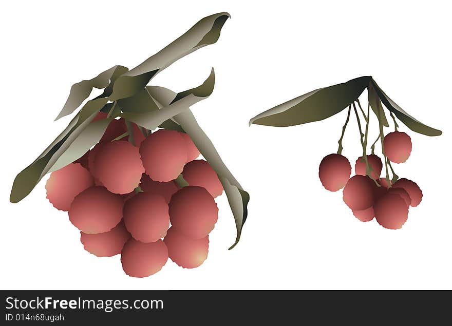 A illustration of two different clusters of lychee fruit.