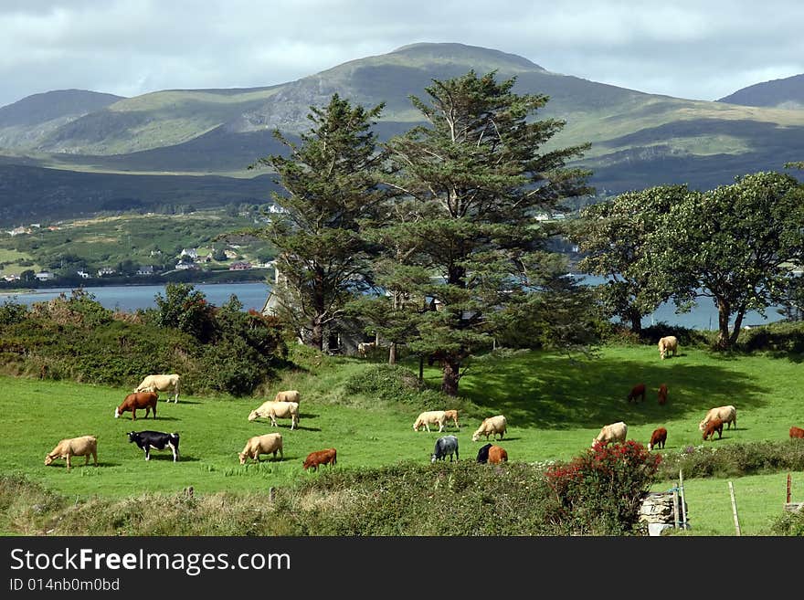 An irish island meadow with cattle grazing on lush green grass. An irish island meadow with cattle grazing on lush green grass