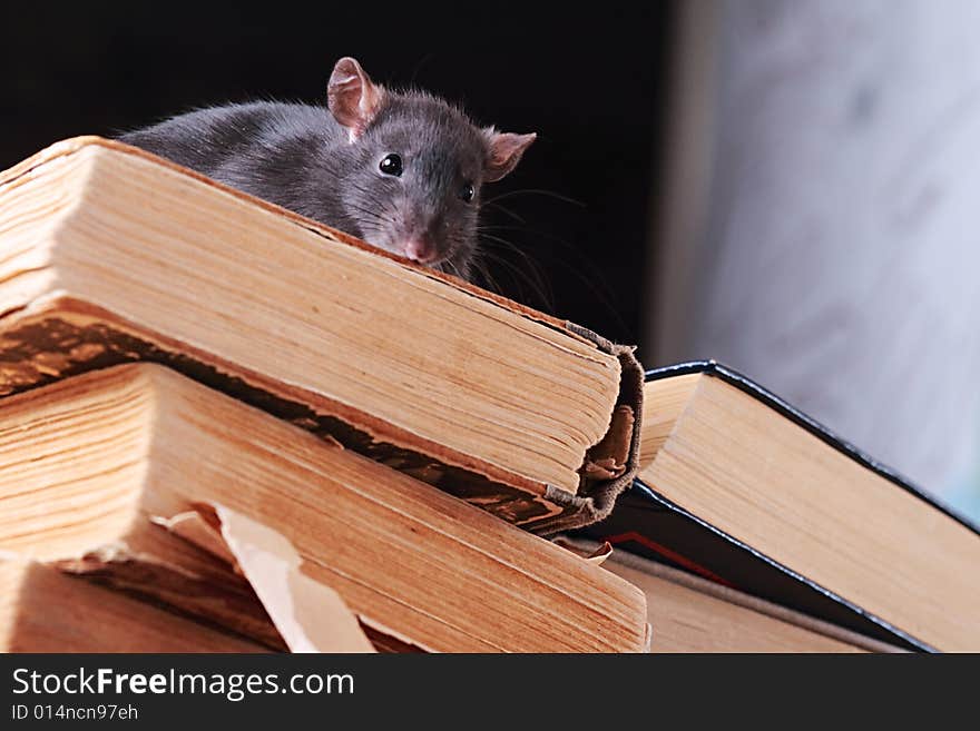 Rat  In Library