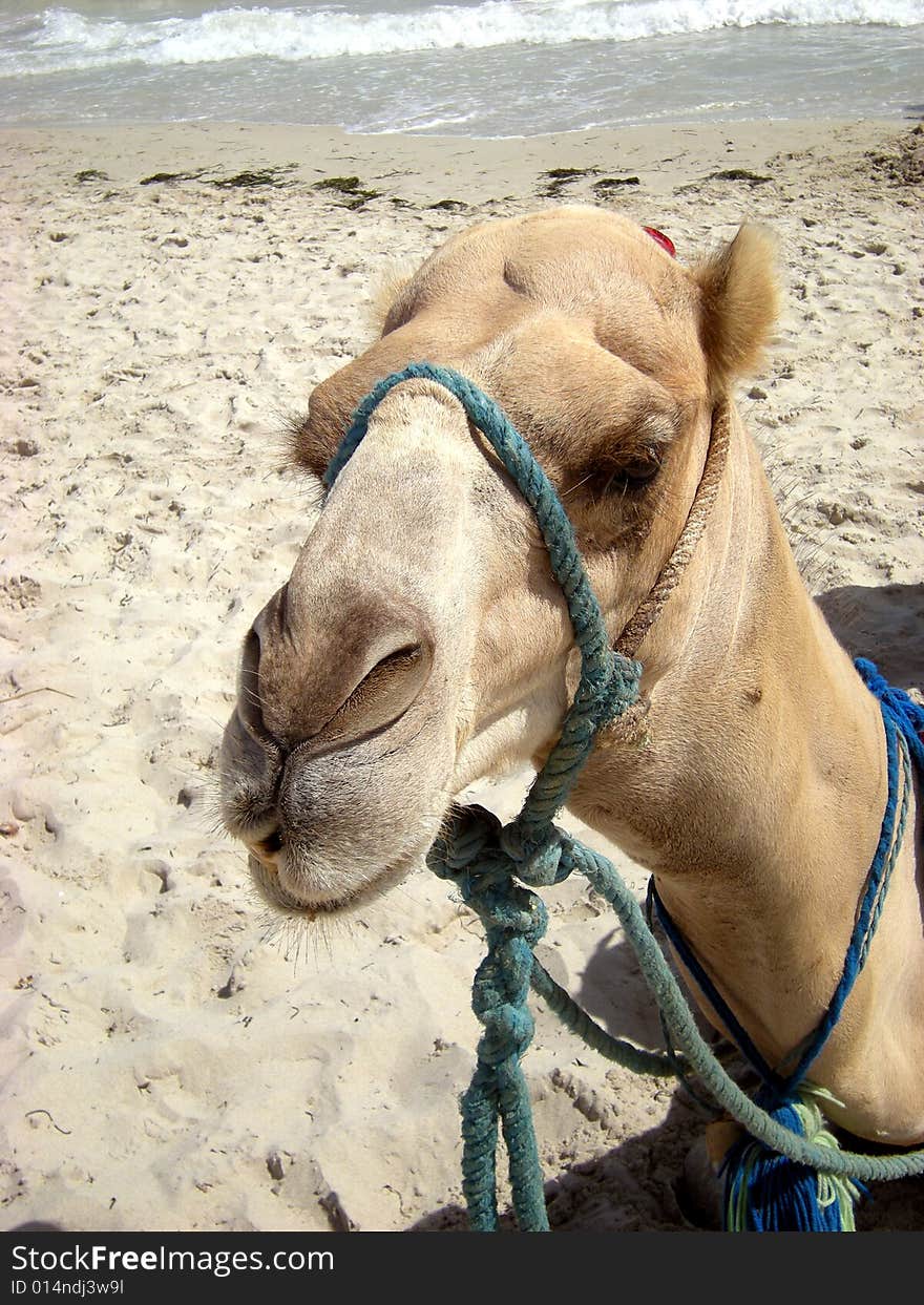 Portrait of a camel for tourists at seasid. Portrait of a camel for tourists at seasid