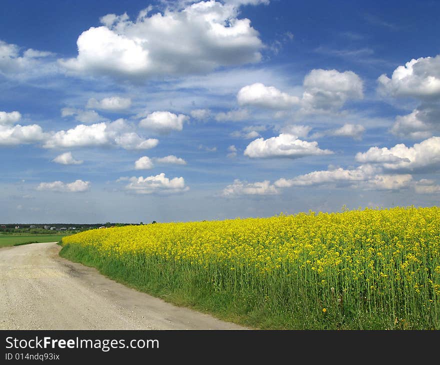 Yellow Rape