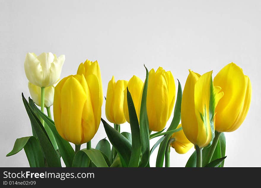 Many yellow tulips in row