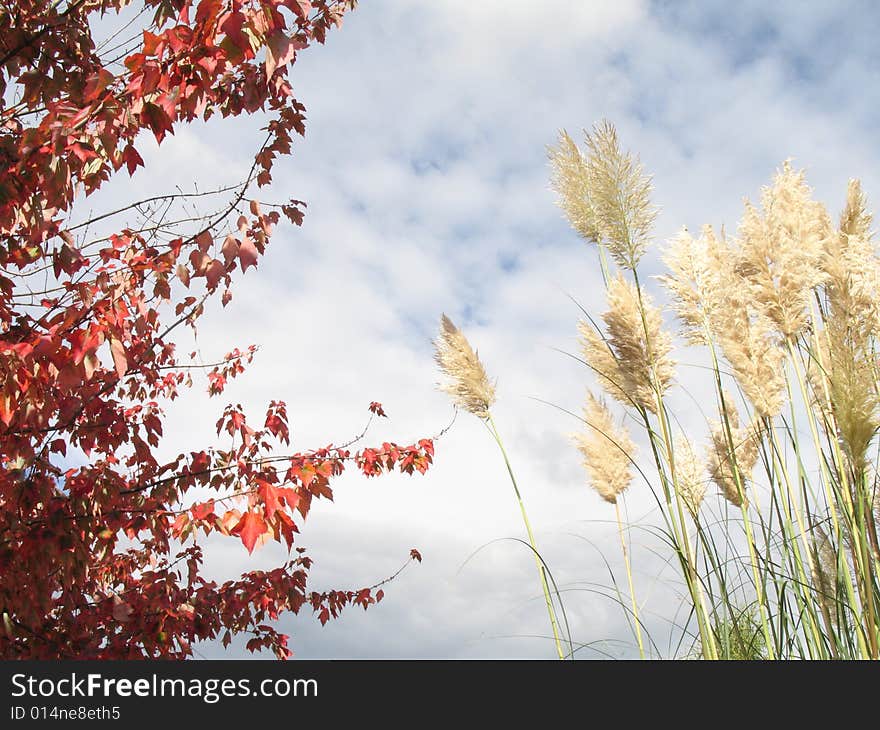 Foxtails and red tree against cloudy sky