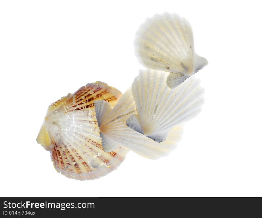 Seashells isolated on white background