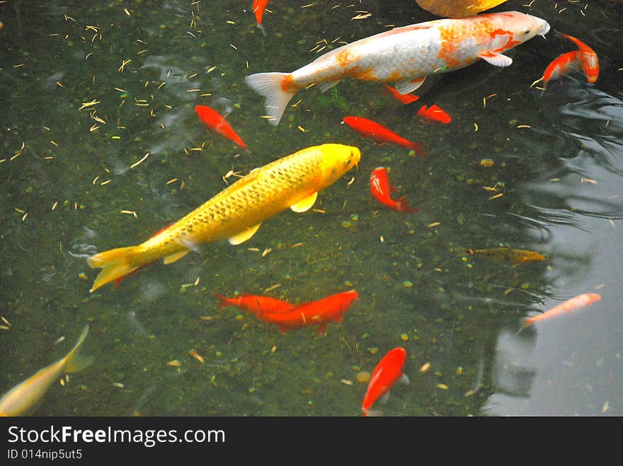 Colorful koi fish swimming in a water garden. Colorful koi fish swimming in a water garden.