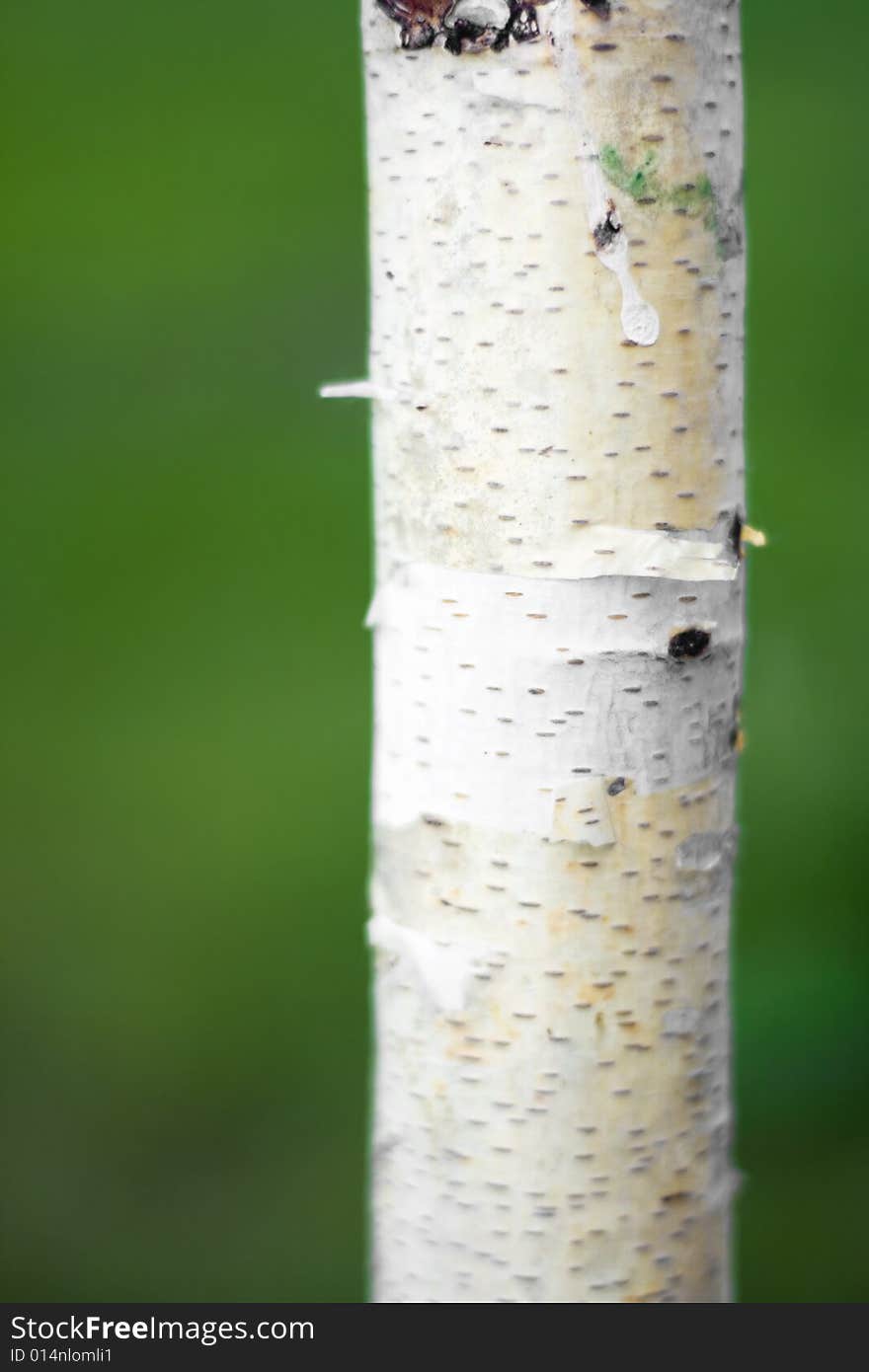 Closeup of birch