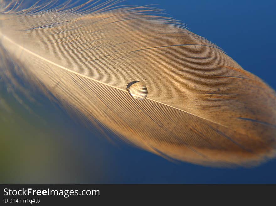 The beauty of some types of feathers is astonishing...and you can clearly see why the birds stay dry