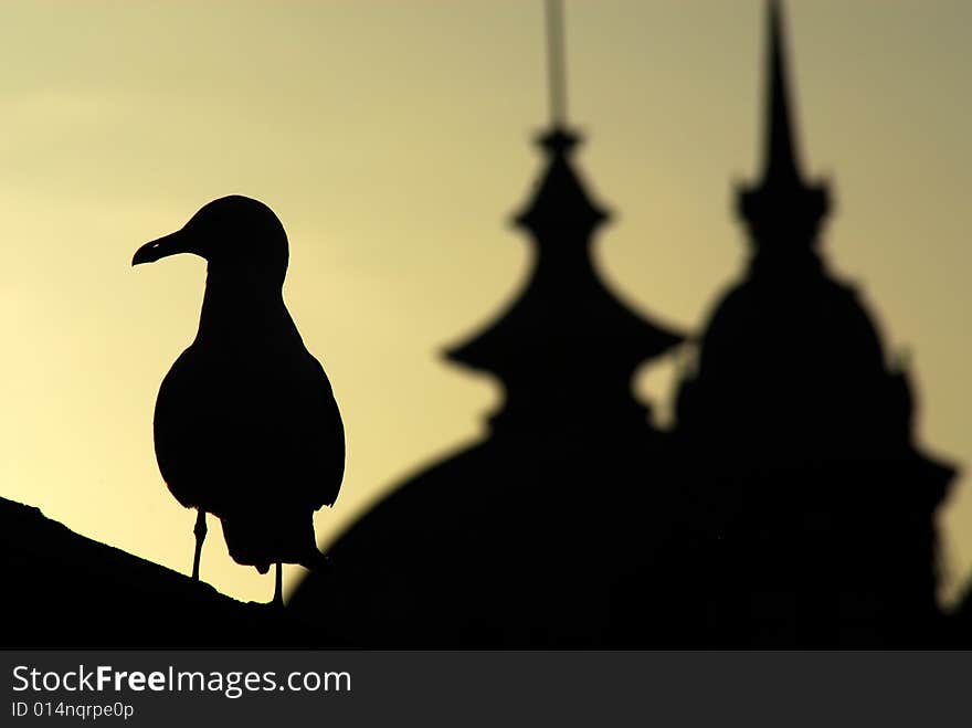 This is one of those moments where the image just combines diferents natures. Against the sun, the bird and the buildings become a part of the same, a unique image in itself. This is one of those moments where the image just combines diferents natures. Against the sun, the bird and the buildings become a part of the same, a unique image in itself.