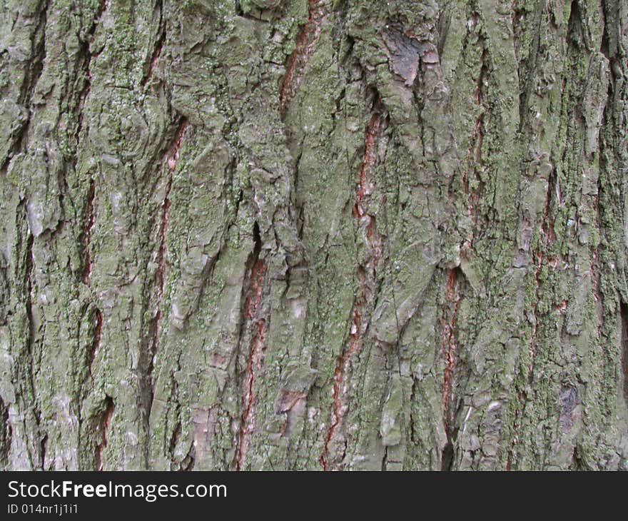 Bark of tree