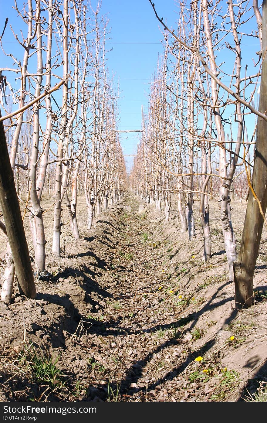 Apple trees in a farm on winter. Apple trees in a farm on winter