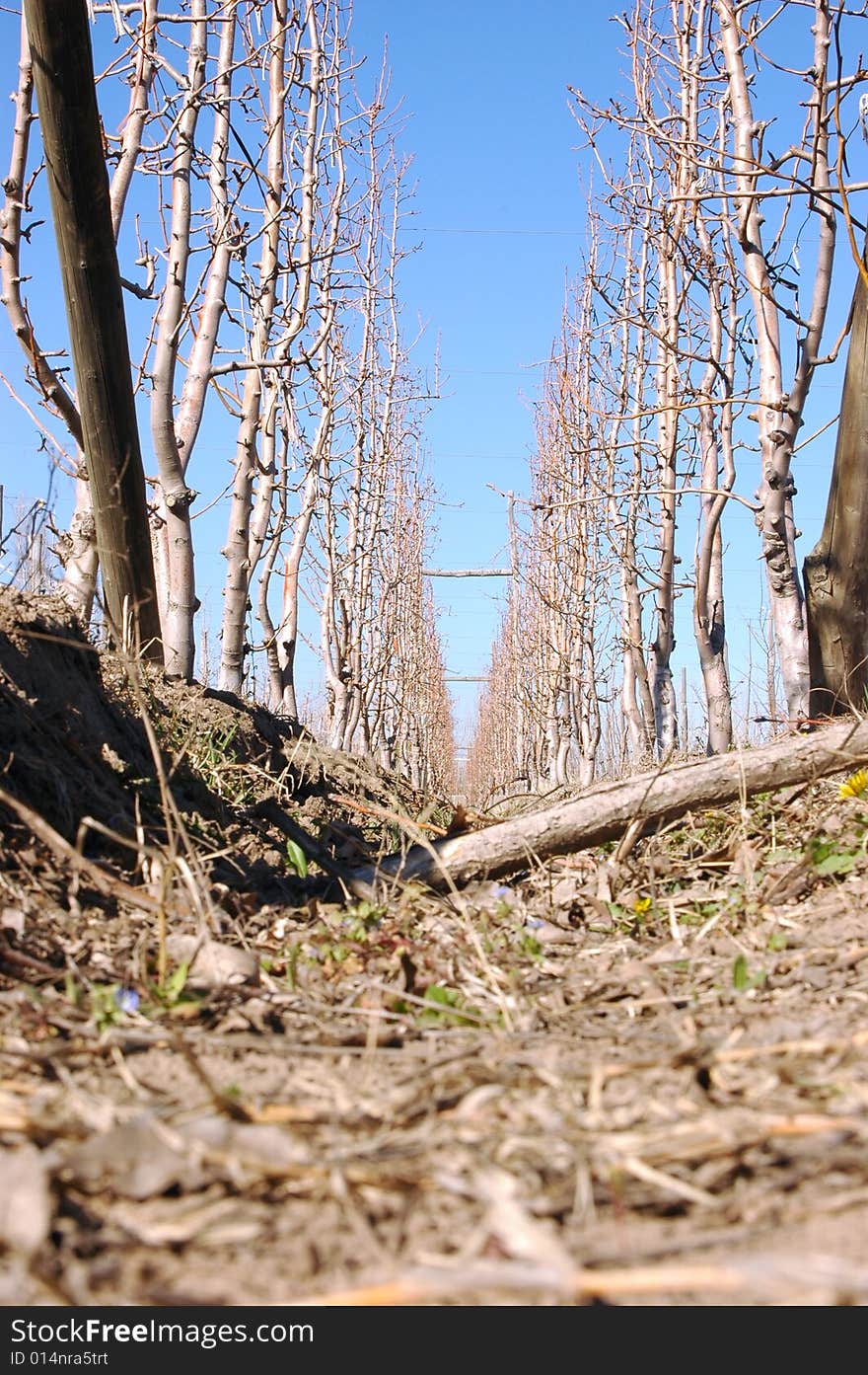 Apple trees in a farm on winter. Apple trees in a farm on winter