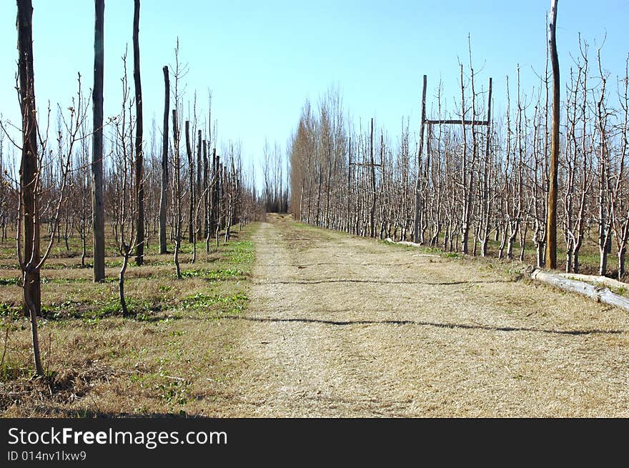 Path in a patagonian farm on winter. Path in a patagonian farm on winter