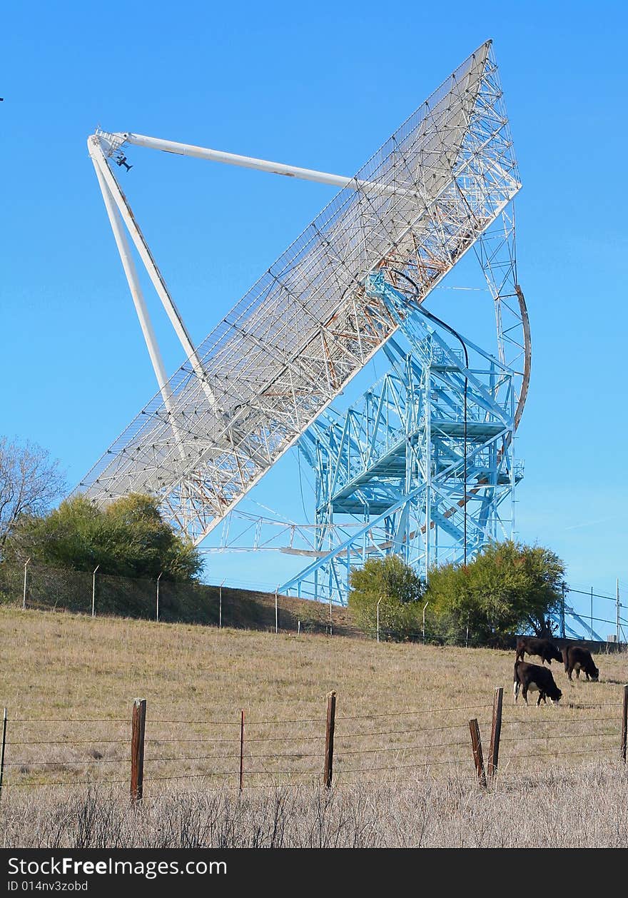 Stanford Dish in Winter with Cows