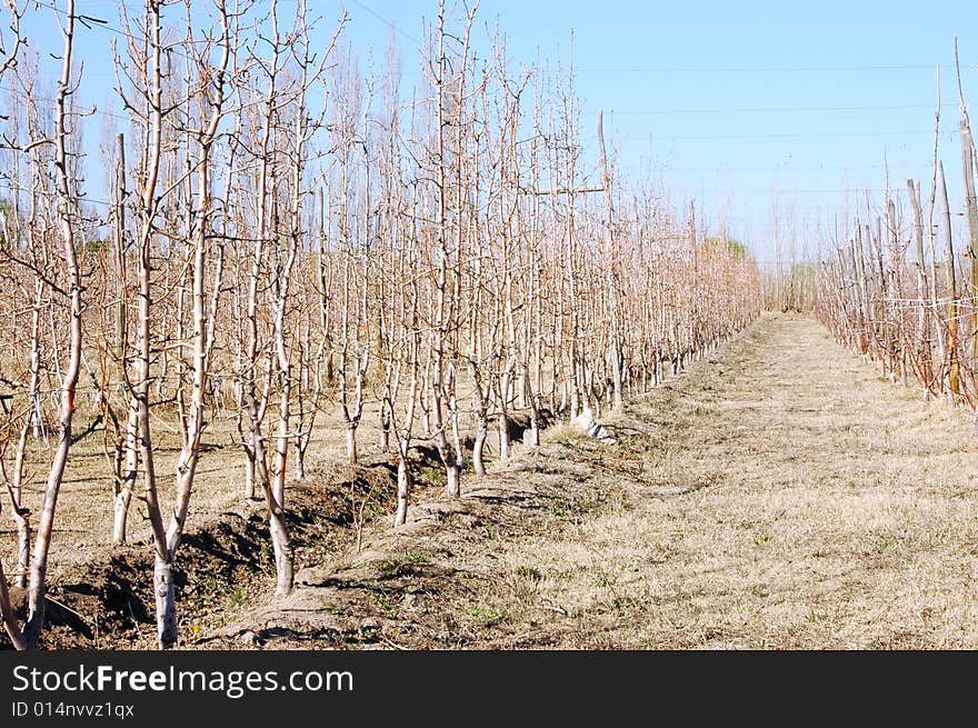 Apple trees in a farm on winter. Apple trees in a farm on winter