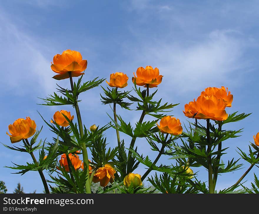 Orange flowers (globe-flower) blue sky