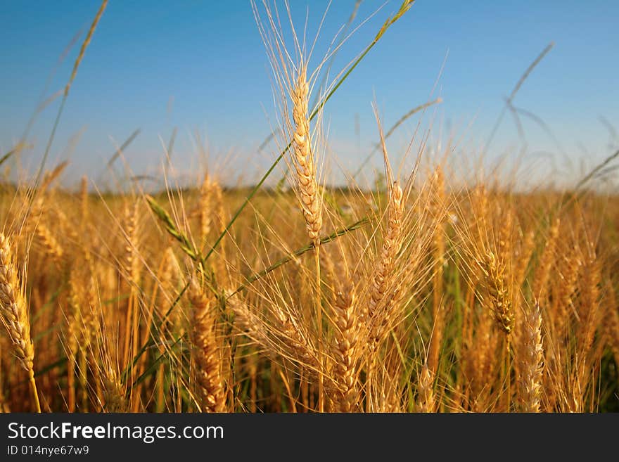 Wheaten field on sky background