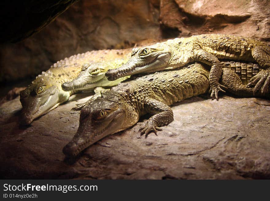 Four alligators lounge on a rock at the zoo.