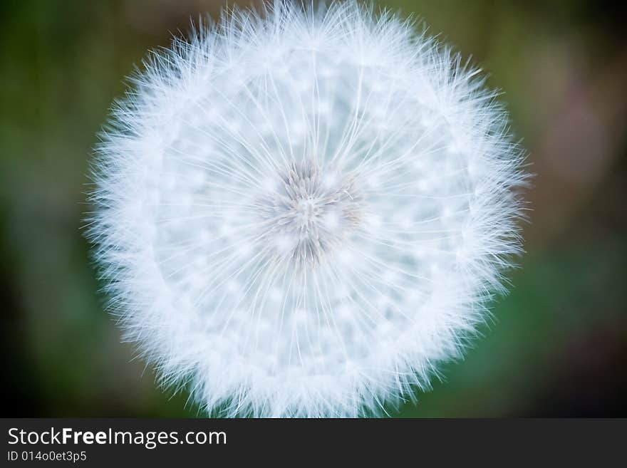 Dandelion seeds before being blown away. Dandelion seeds before being blown away