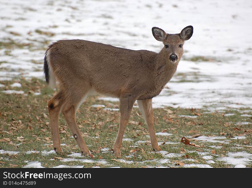 Doe in Winter