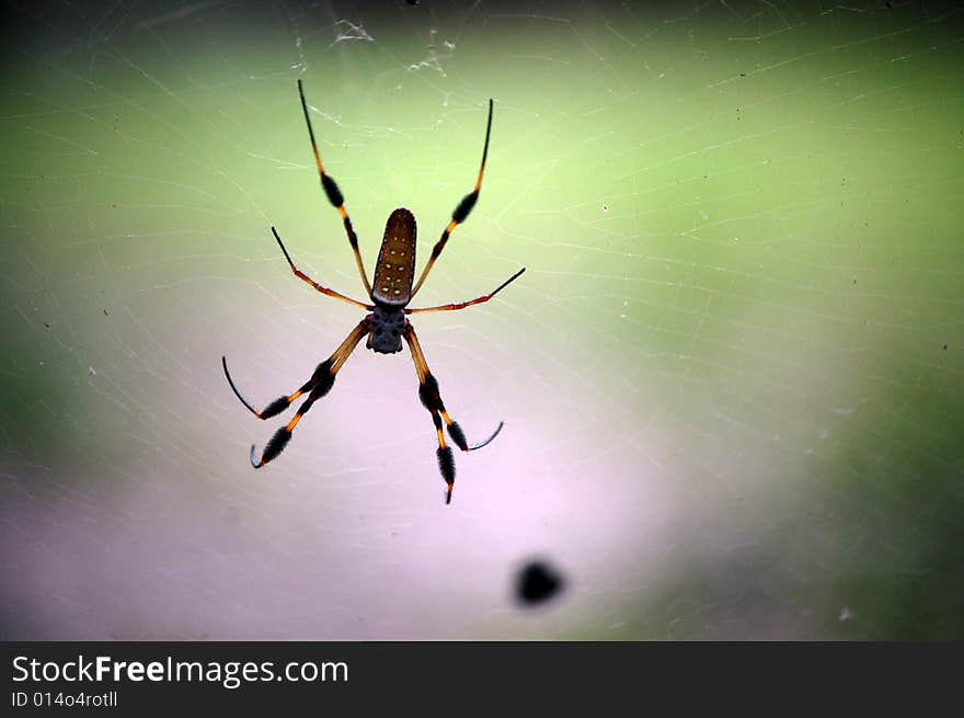 Banana Spider