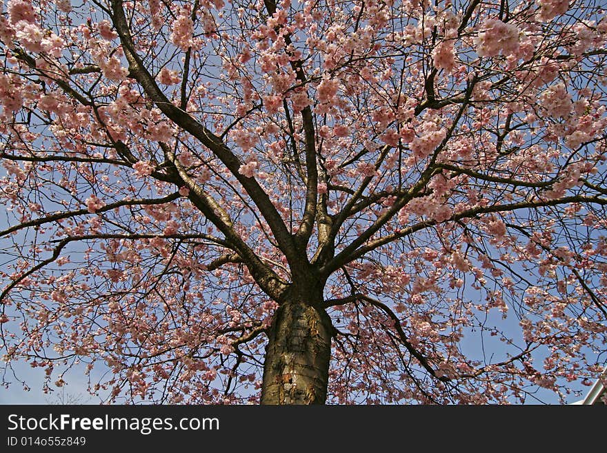 Prunus, Japanese cherry tree