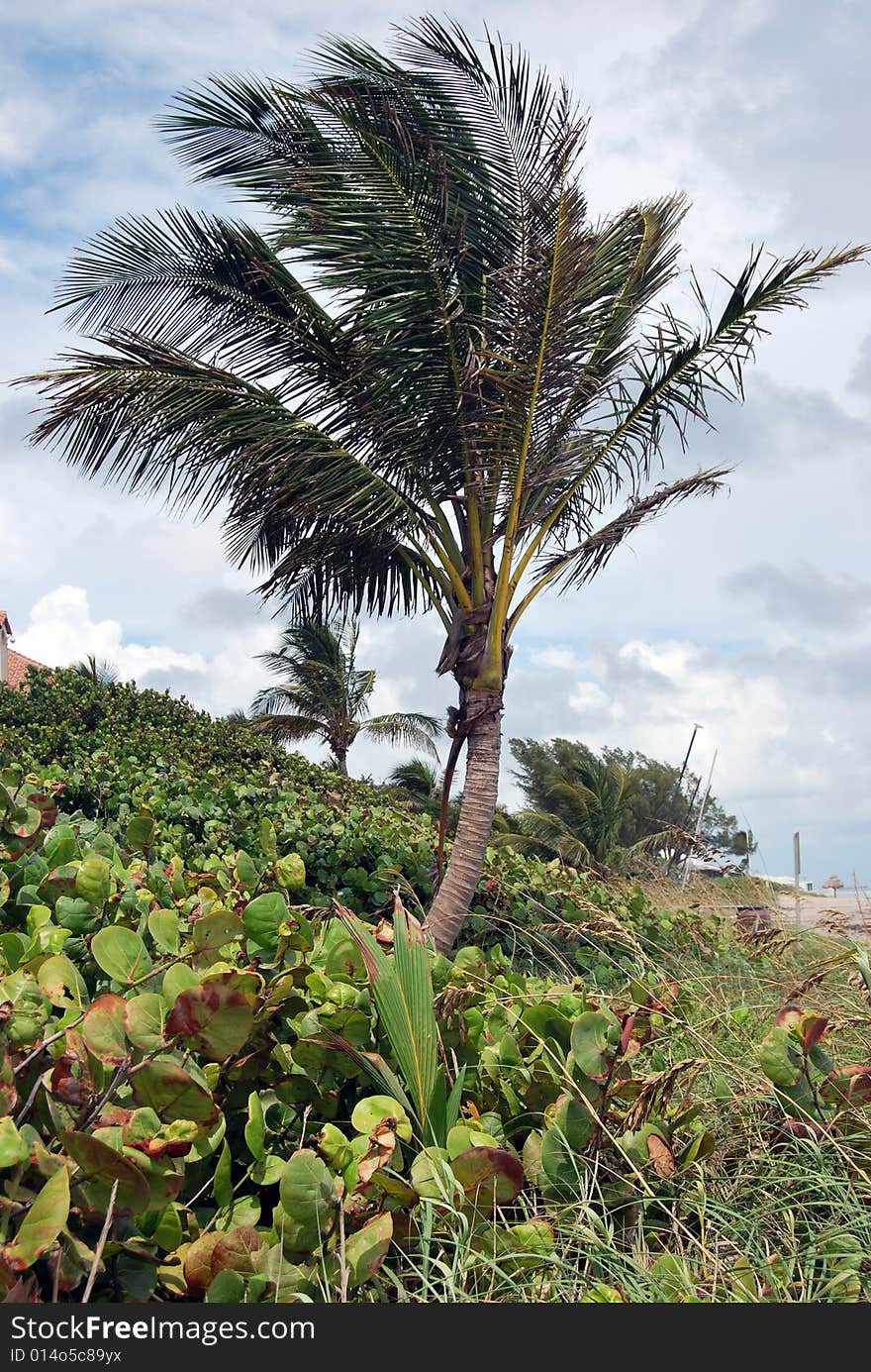 A single palm blowing in a strong wind on the beach dune. A single palm blowing in a strong wind on the beach dune