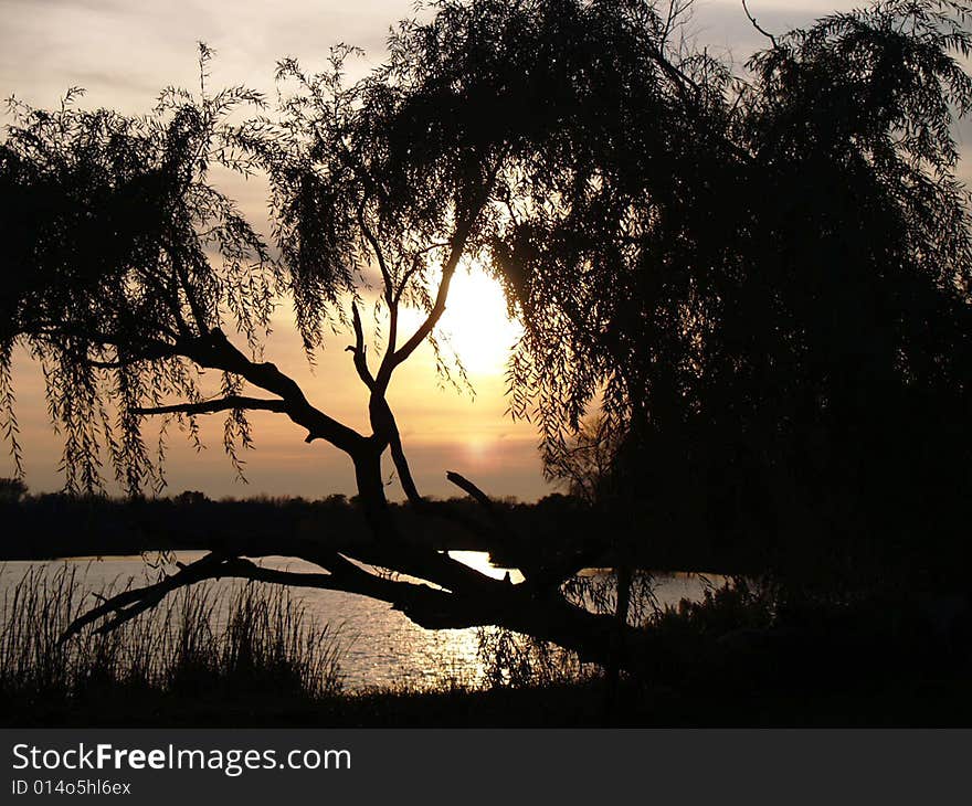 View through a willow