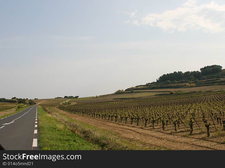 Road With Vineyard