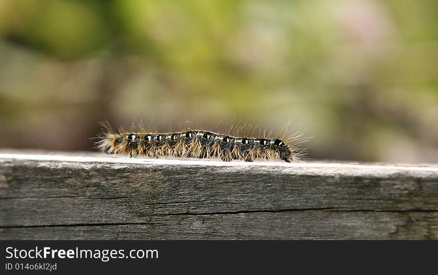 Black brown and white millipede on the wood